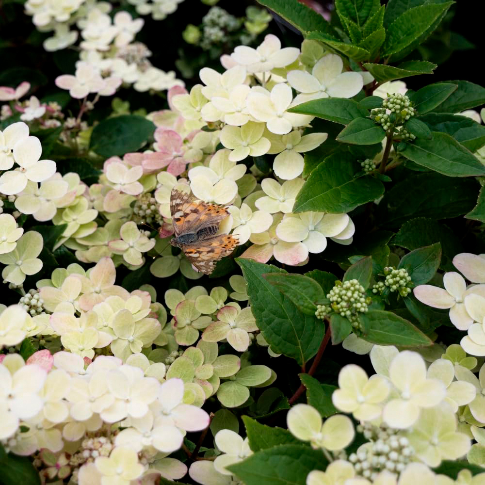 Thompson and Morgan Hydrangea Paniculata Polestar Ophelia Potted Plant 9cm 3 Pack Image 2