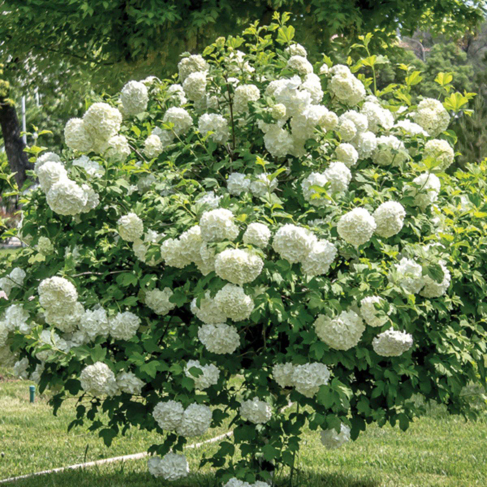 Thompson and Morgan Viburnum Opulus Snowball Shrub Potted Plant 9cm Image 2