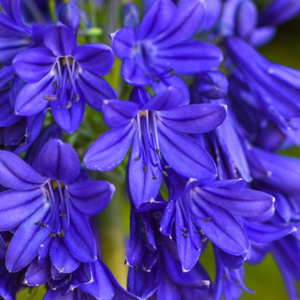 Thompson and Morgan Agapanthus Flower of Love Plant Pot 3L Image 3