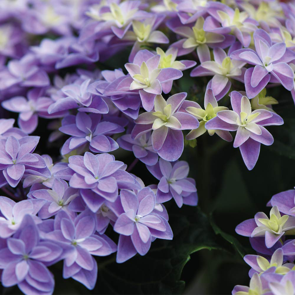 Thompson and Morgan Hydrangea Double Dutch Alkmaar Potted Plant 14cm Image 3