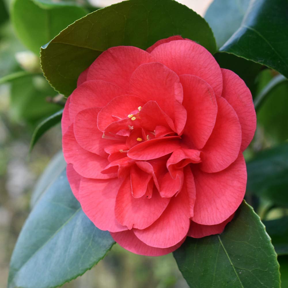 Thompson and Morgan Camellia Blooming Wonder Red Plant Pot 15cm Image 3