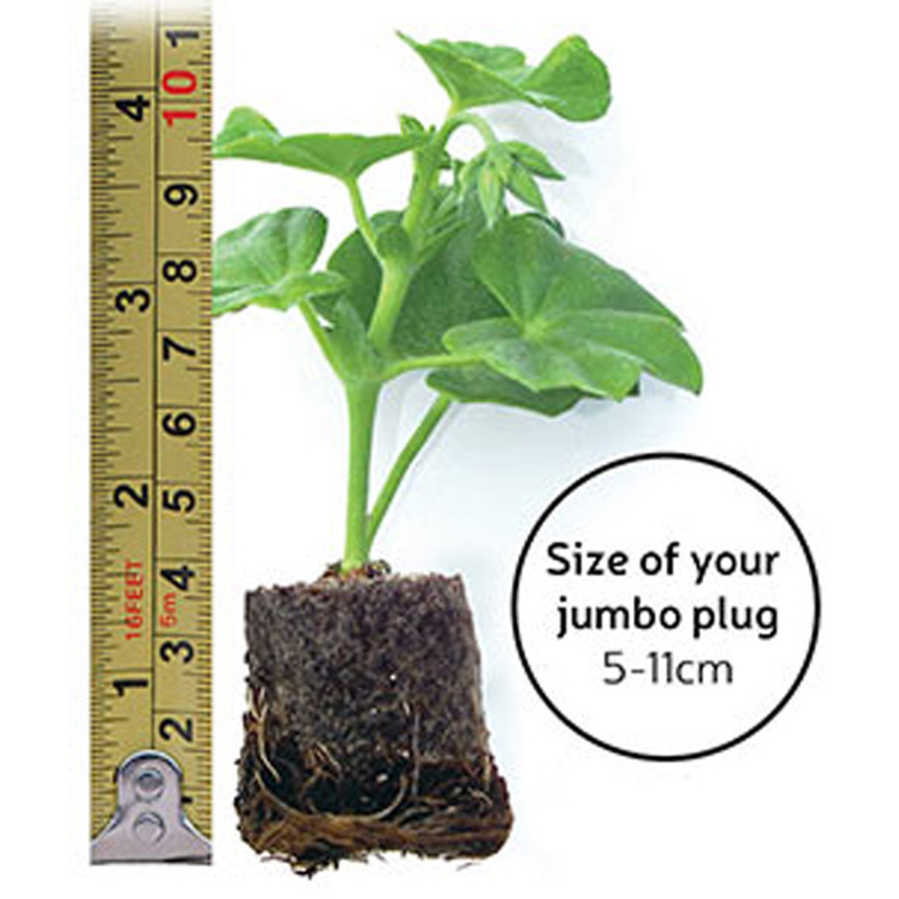 Thompson and Morgan Thunbergia Sunny Susy Collection Jumbo Plug Plant 10 Pack Image 9