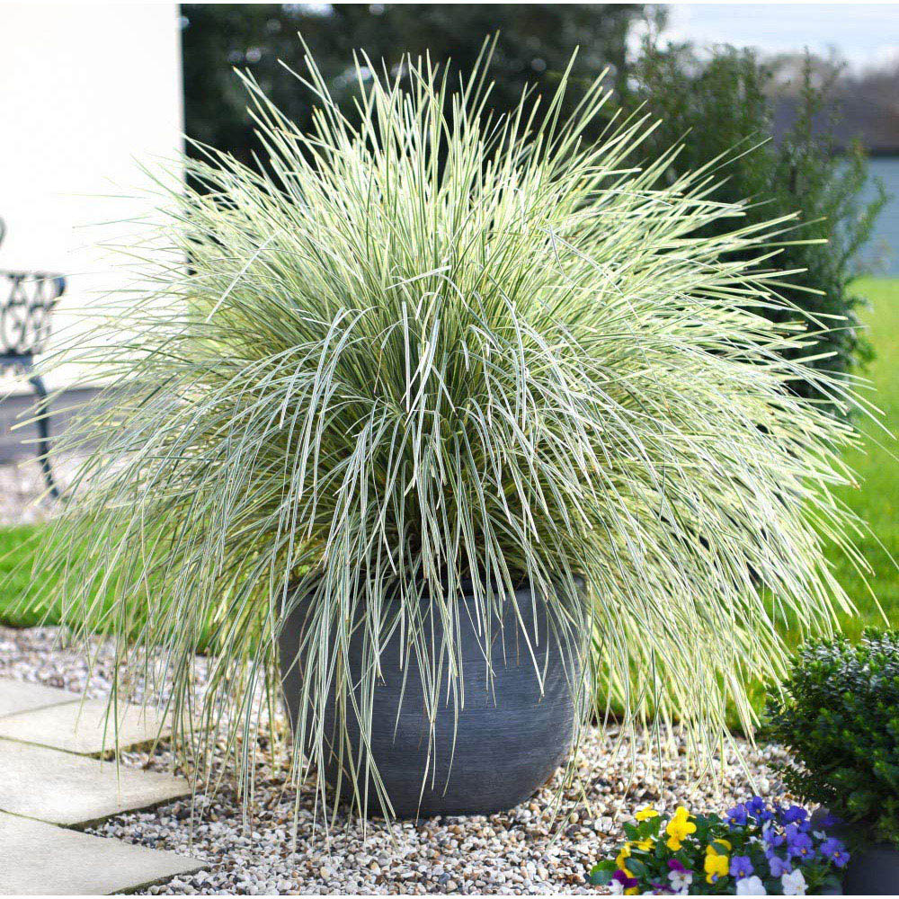 Thompson and Morgan Lomandra White Sands Potted Plant 9cm 3 Pack Image 3