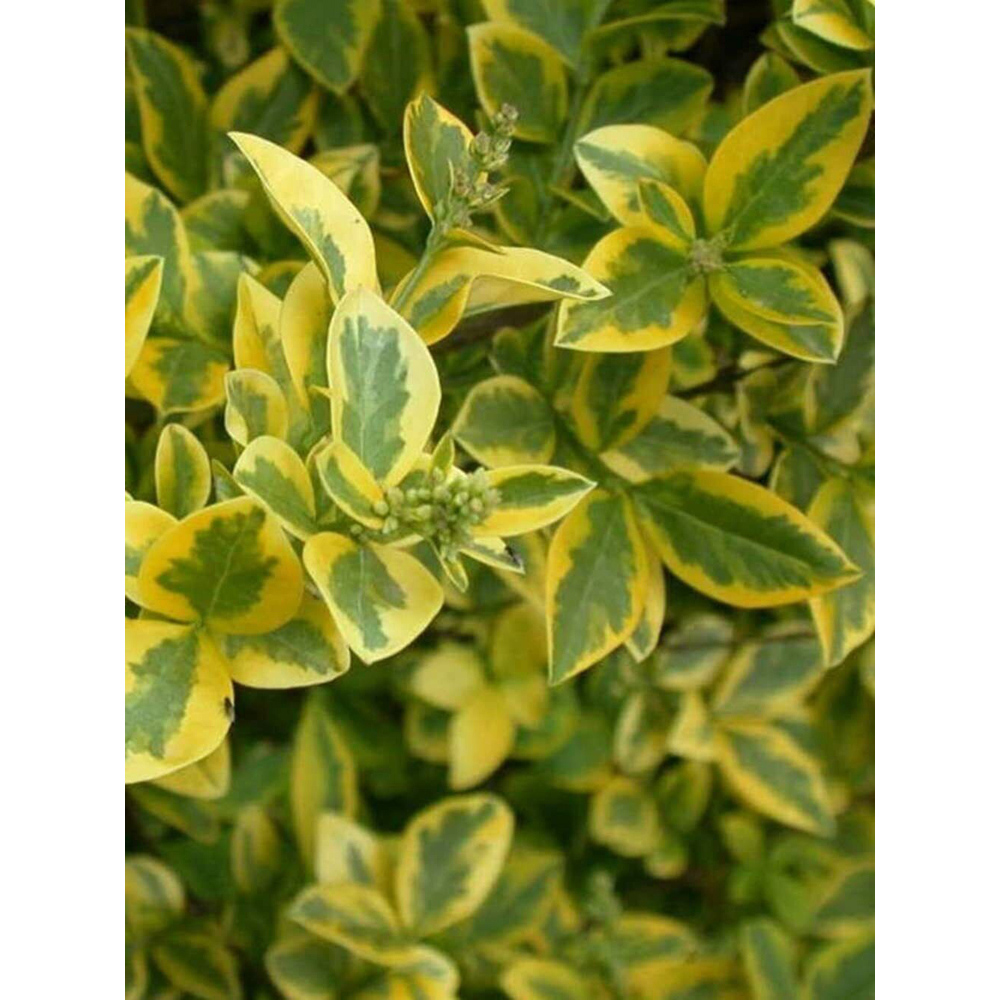 Inspirational Gifting Golden Privet Evergreen Bare Root Hedge Plant Sapling 30-60cm 10 Pack Image 6