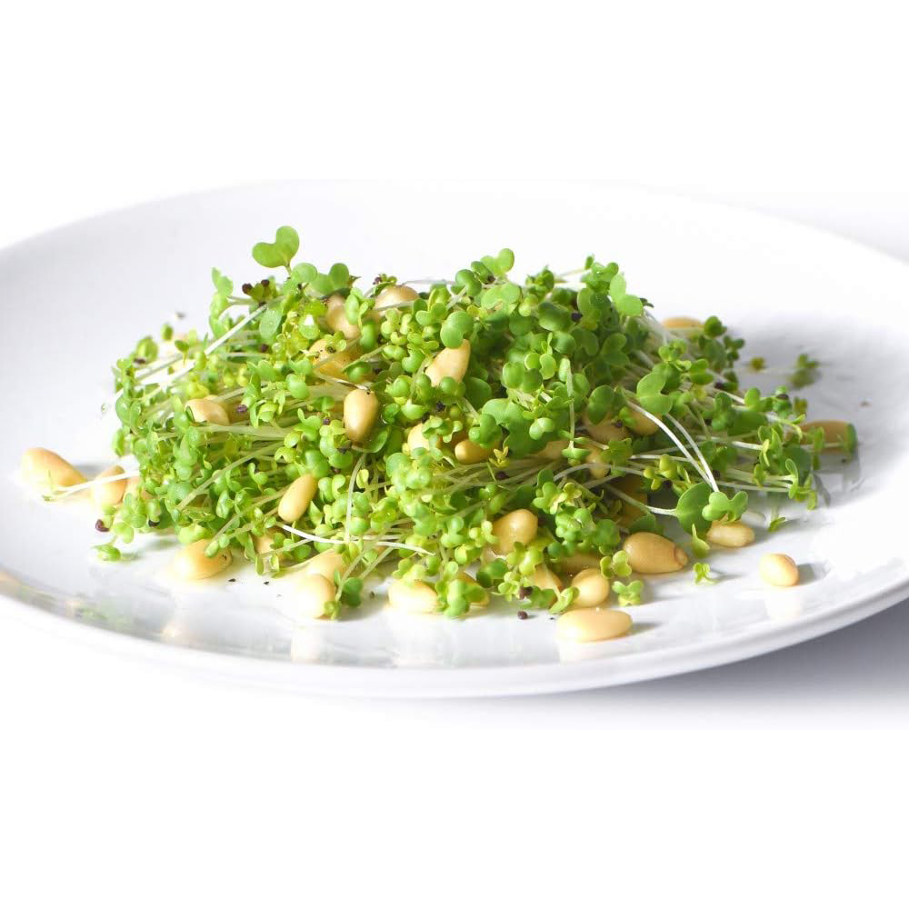 Thompson & Morgan Microgreens Mustard Wasabina Improved 300 Seeds Packet Image 2