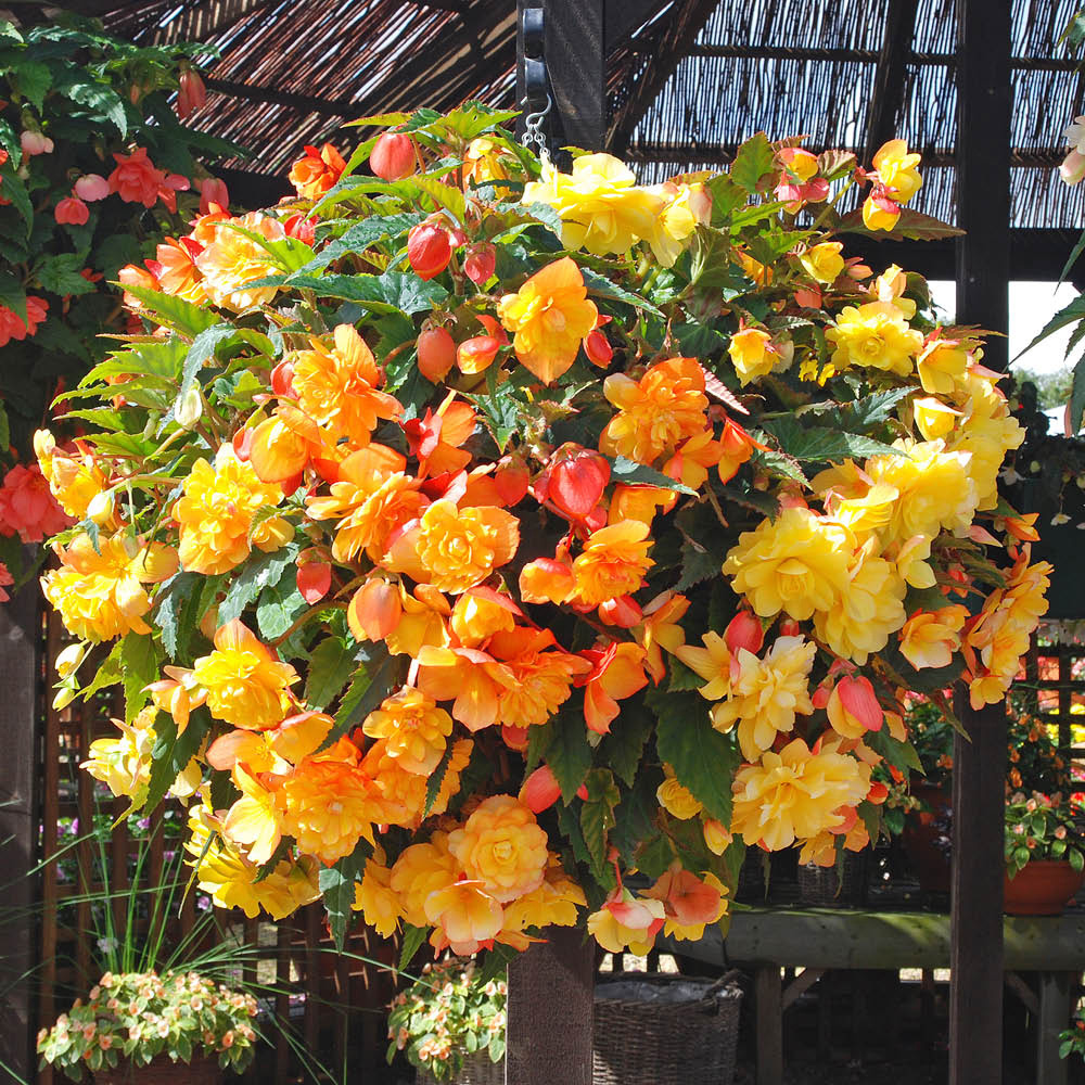 YouGarden Begonia Apricot Shades Mixed Tuber 30 Pack Image 2