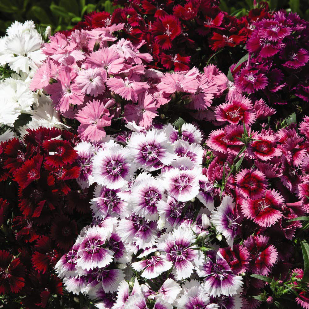 Thompson and Morgan Dianthus Pinks Festival Mixed Garden Ready Plant 15 Pack Image 6
