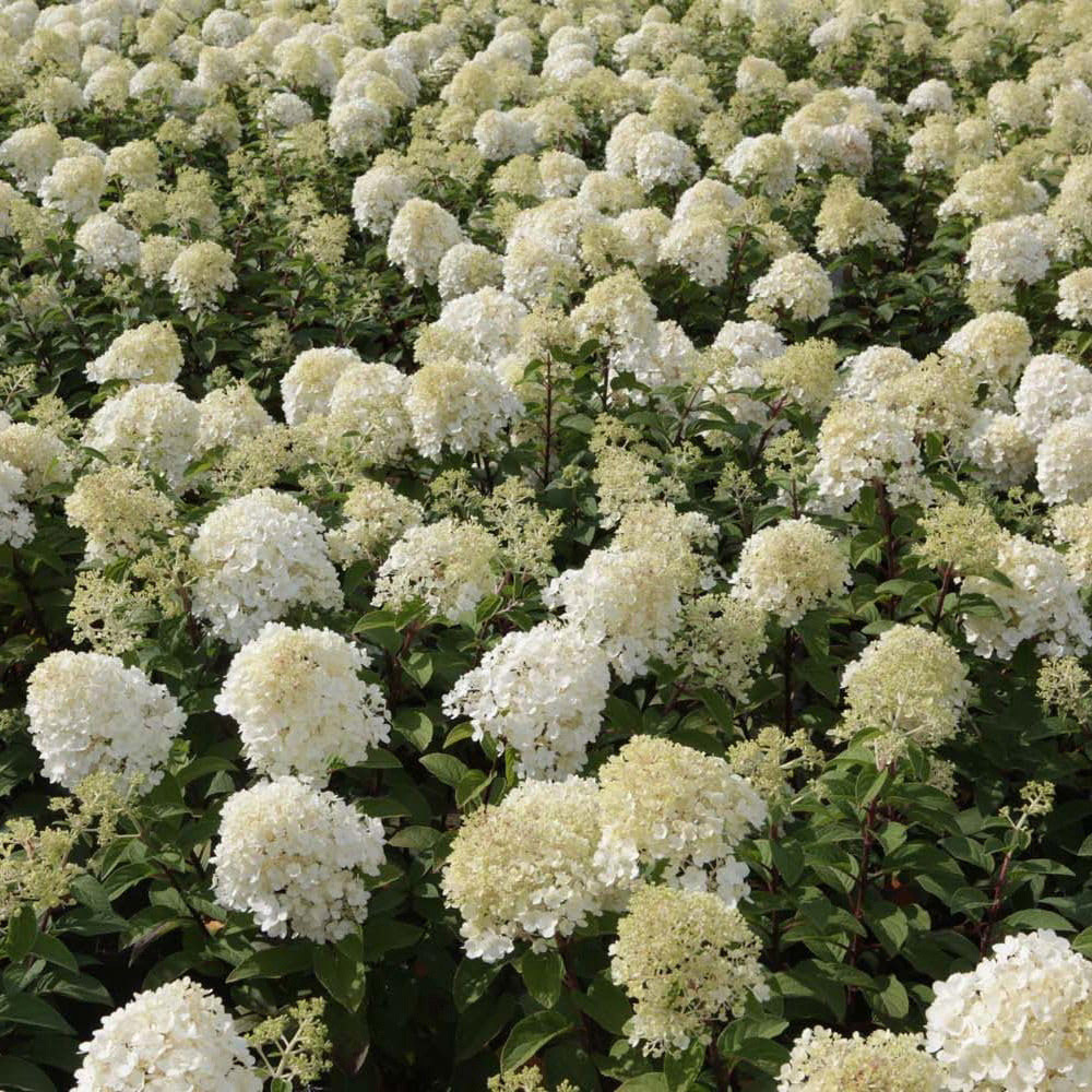 Thompson and Morgan Hydrangea Bobo Plant Pot 25L Image 5