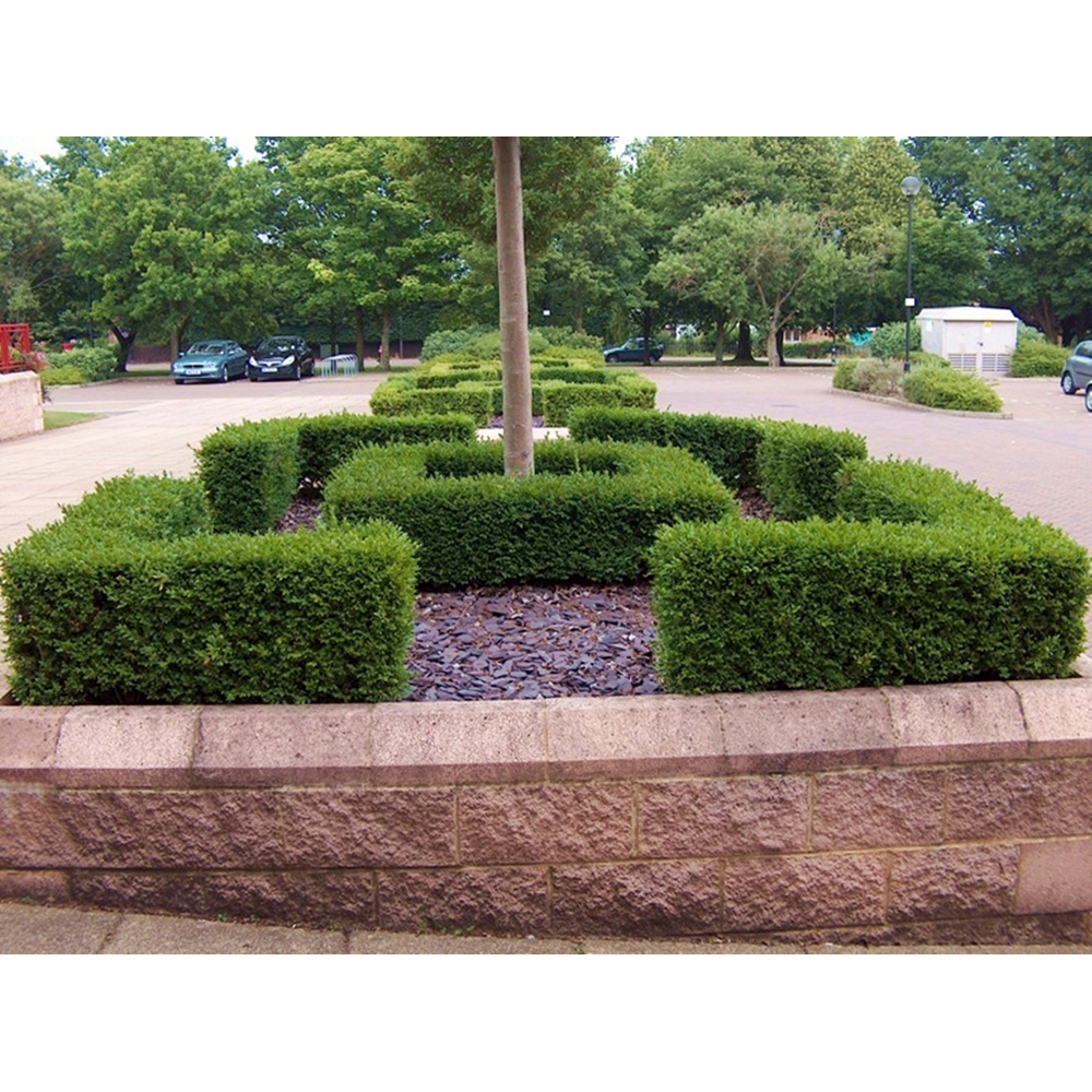 Inspirational Gifting Box Evergreen Bare Root Hedge Plant Sapling 30-40cm 20 Pack Image 3