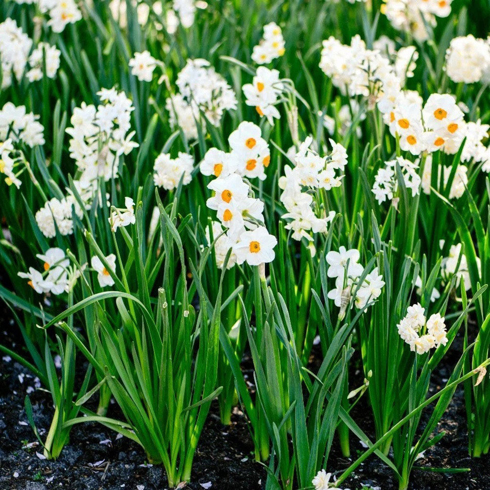 Thompson and Morgan Daffodil Most Scented Mixed Planting Bulb 42 Pack Image 4