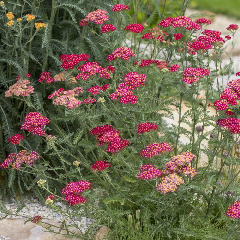 Thompson and Morgan Achillea Millefolium Cerise Queen Plant Pot 1L 2 Pack Image 4