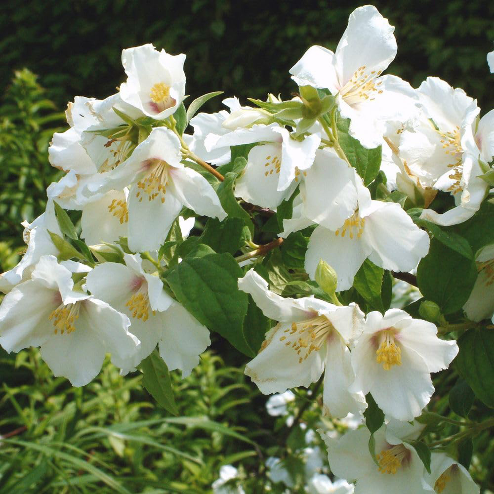 Thompson and Morgan Scented Shrub Collection Plant Pot 9cm 3 Pack Image 4