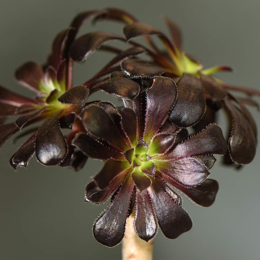 Thompson & Morgan Aeonium Arboreum on Stem Potted Plant 2 Pack Image 3