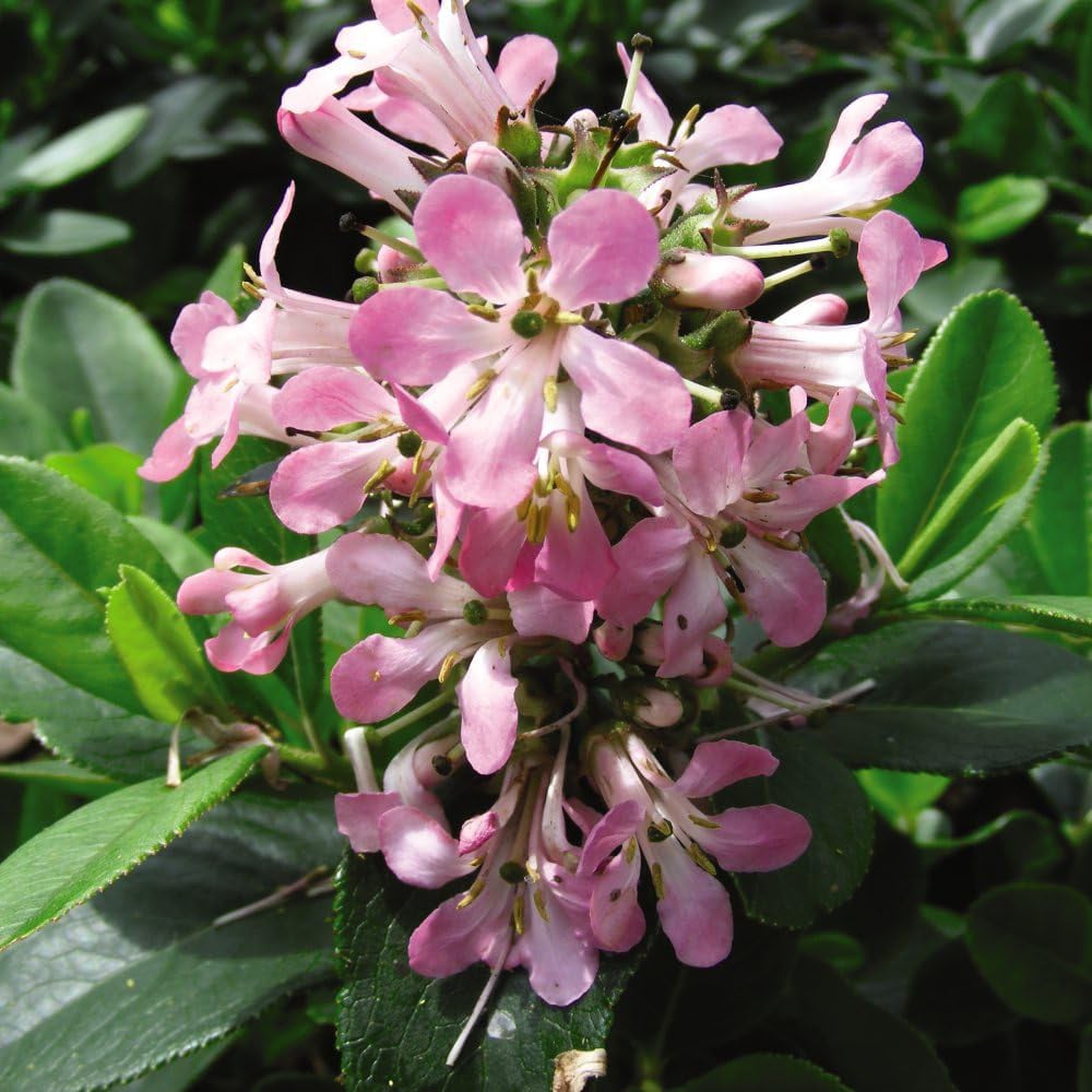 Thompson and Morgan Escallonia Laevis Pink Elle Plant Pot 9cm 3 Pack Image 3