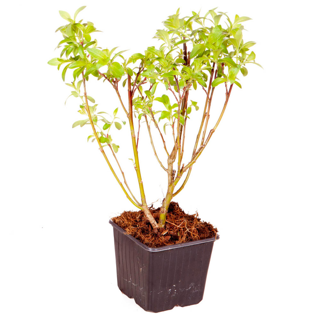 YouGarden Salix Gracilistyla Mount Aso Plant Pot 3 Pack Image 3