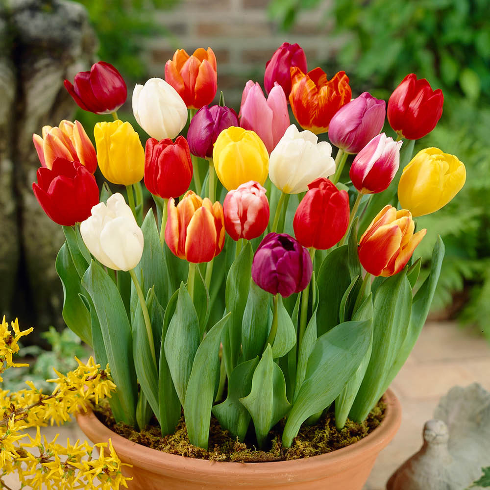 YouGarden Triumph Mixed Tulip Planting Bulb 30 Pack Image 2