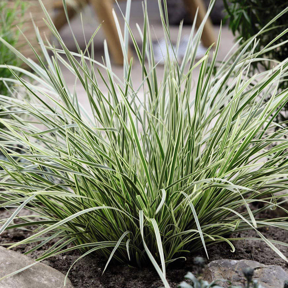 Thompson and Morgan Lomandra White Sands Potted Plant 9cm 3 Pack Image 5