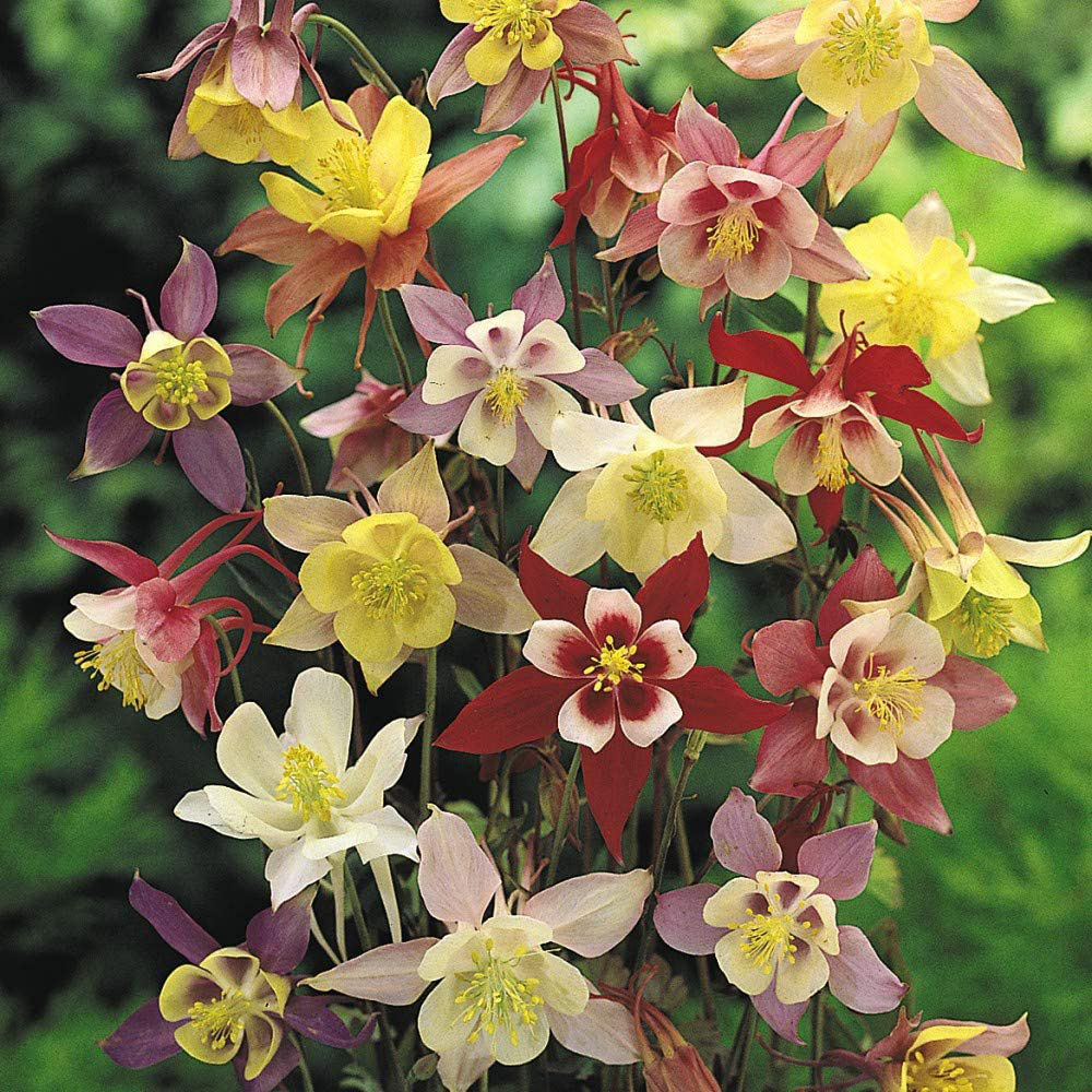 Thompson & Morgan Aquilegia Mckana Hybrids Bare Roots 6 Pack Image 3
