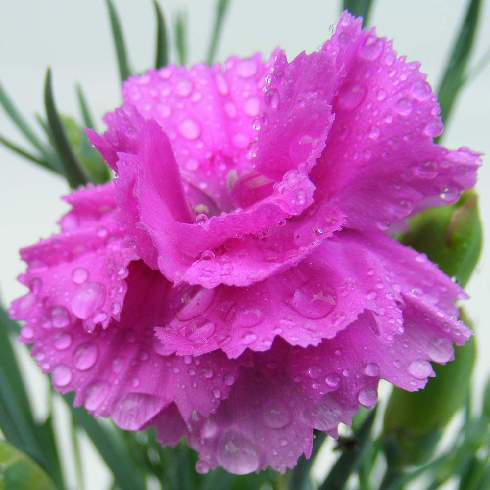 Thompson and Morgan Dianthus Tickled Pink Potted Plant 1.5L Image 2