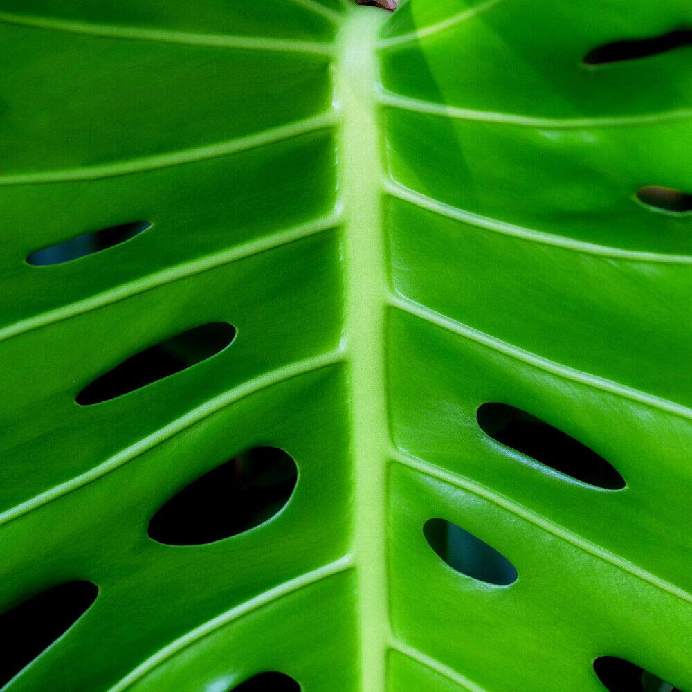 Thompson and Morgan Monstera Deliciosa Swiss Cheese Plant Pot 3L Image 3