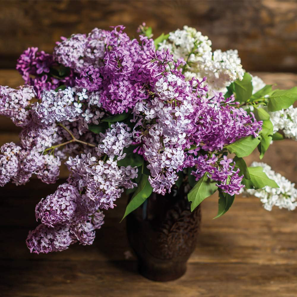 Thompson and Morgan Syringa Trio Collection Potted Plant 9cm 3 Pack Image 1