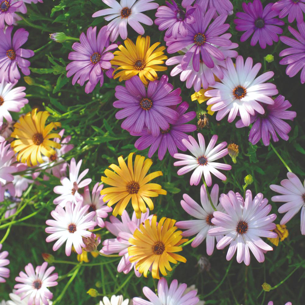 Thompson and Morgan Trailing Daisy Osteo Falling Stars 20 Postiplugs Image 1