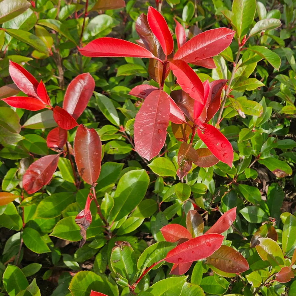 Inspirational Gifting Photinia Hedging Plants Evergreen Bare Root Tree 30-60cm 20 Pack Image 3