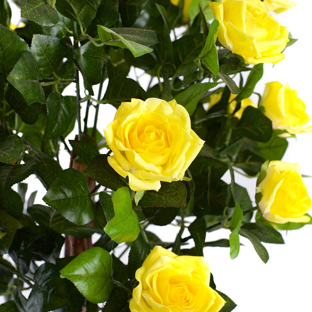 4ft Yellow Rose Plant Image 2