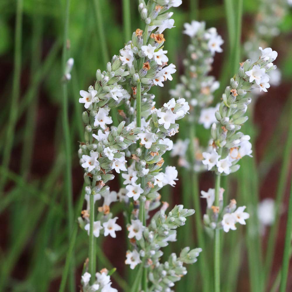 Thompson and Morgan Lavandula Lavender Angustifolia Arctic Snow Potted Plant 9cm Image 5