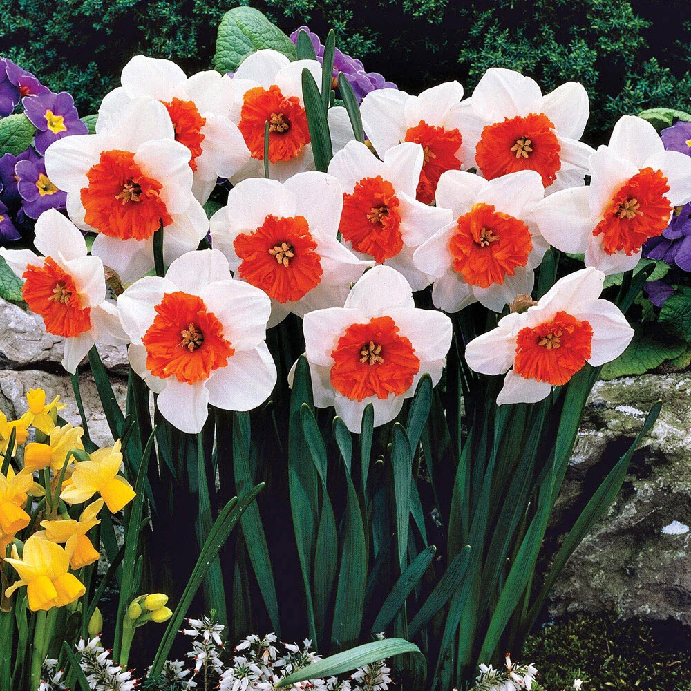 Thompson and Morgan Daffodil Bella Vista Planting Bulb 8 Pack Image 3