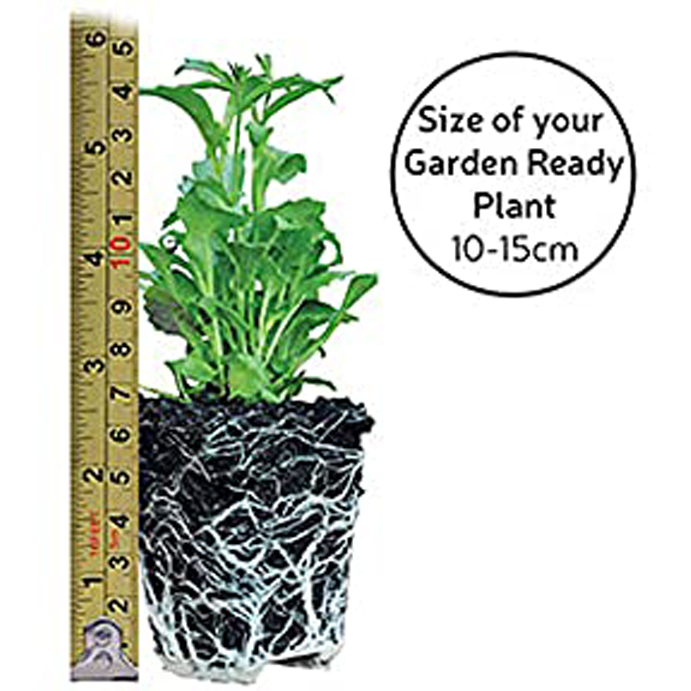 Thompson and Morgan Broad Bean Luz De Otono Garden Ready Plant 15 Pack Image 4