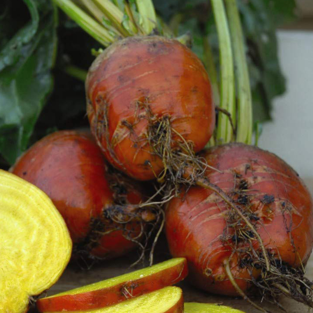 Thompson and Morgan Beetroot Boldor Seeds Image 1
