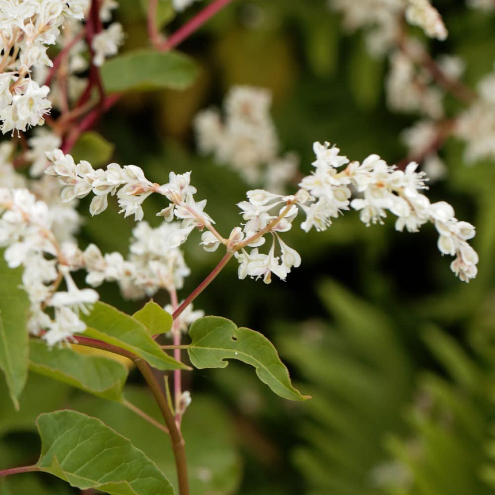 Thompson & Morgan Fallopia Baldschuanica Potted Plant 1.7L Image 2