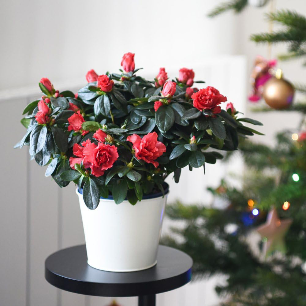 Thompson and Morgan Christmas Gift Azalea Simsii Hellmut Vogel Mixed Plant Pot 13cm 2 Pack Image 3