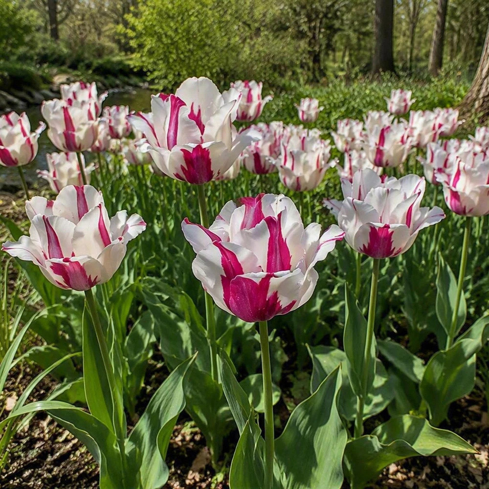 Thompson and Morgan Tulip Alise White and Dark Pink Planting Bulb 16 Pack Image 5