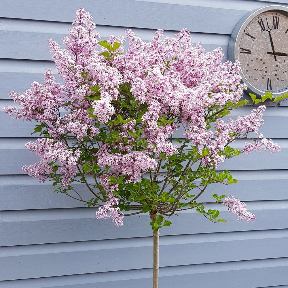 YouGarden Syringa Palibin Lilac Standard Tree Plant Pot 2 Pack Image 2