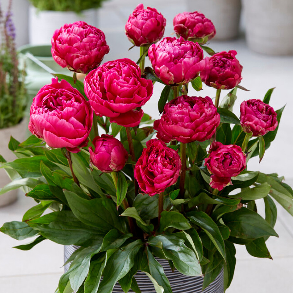 YouGarden Patio Peony Bare Root Collection 3 Pack Image 2