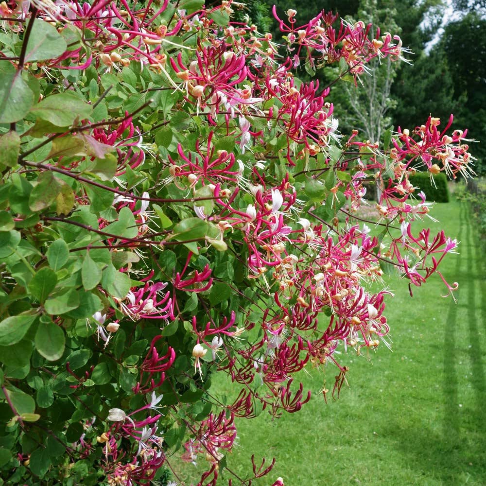 Thompson and Morgan Lonicera Periclymenum Serotina Plant Pot 1.7L Image 3