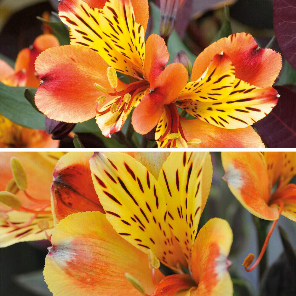 Thompson and Morgan Alstroemeria Summer Duo Jumbo Plug Plant 2 Pack Image 2