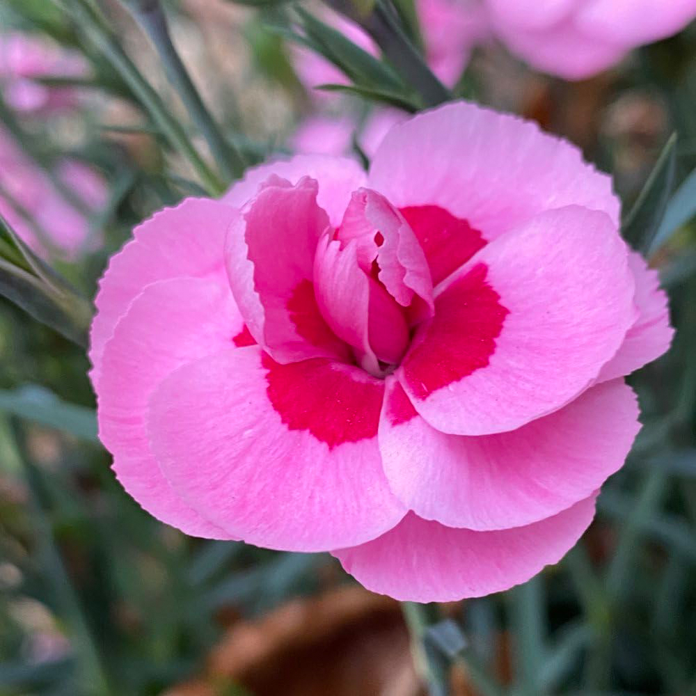 Thompson and Morgan Dianthus Baby Doris Plant Pot 9cm 6 Pack Image 3