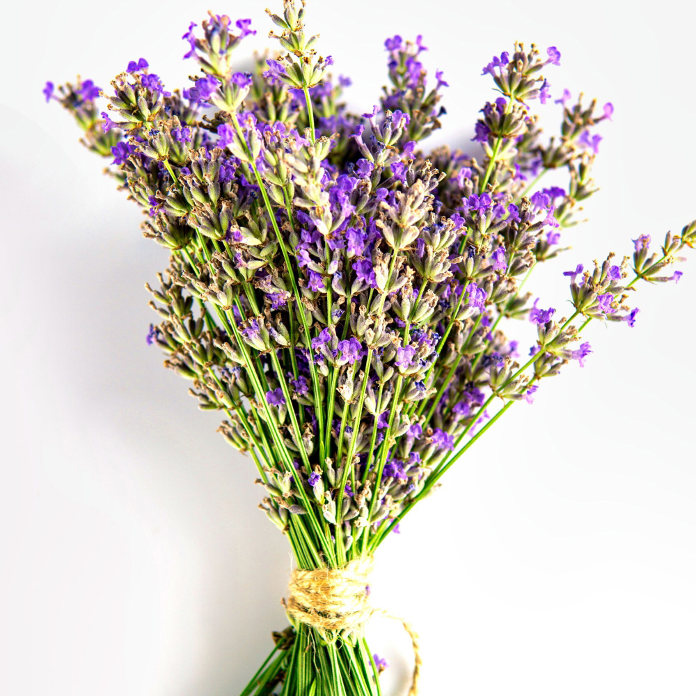 Thompson and Morgan Lavender Hidcote Plant Pot 3L Image 4