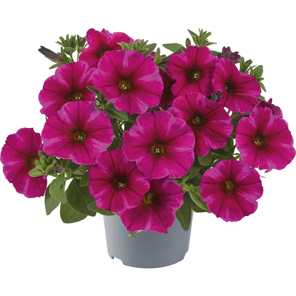 Petunia Raintastic Plant Image 3