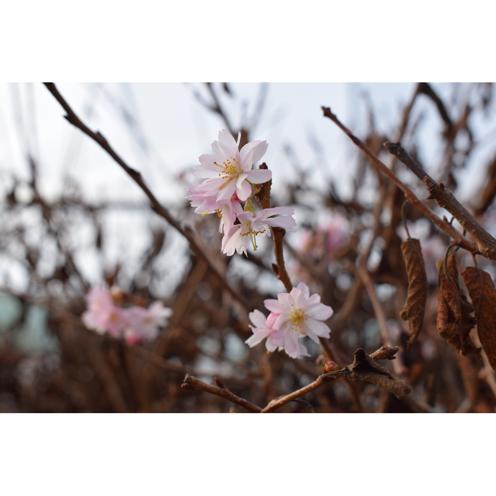 Frank P Matthews Trees Prunus x Subhirtella Autumnalis Rosea Tree in Pot 12L Image 2
