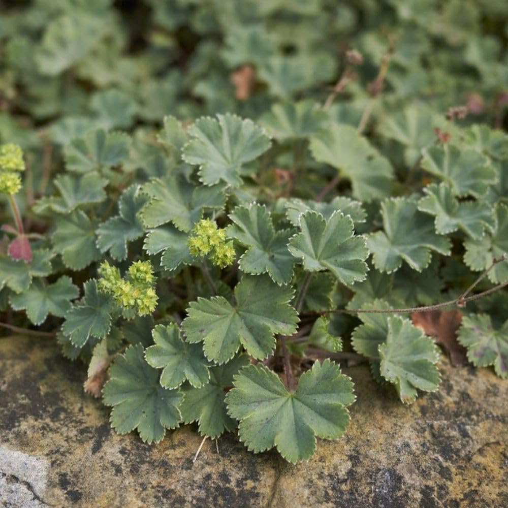 Thompson and Morgan Alchemilla Erythropoda Plant Pot 3L Image