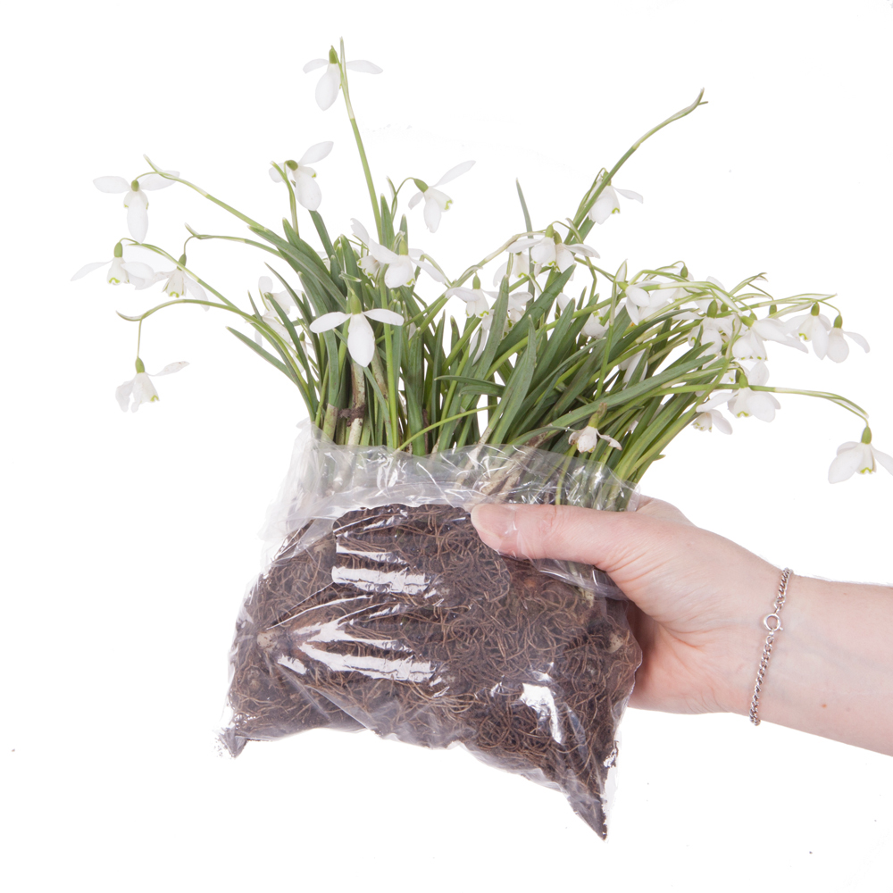 YouGarden Snowdrops In the Green Planting Bulbs 75 Pack Image 2