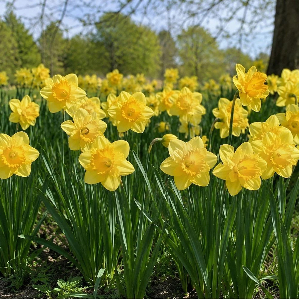 Thompson and Morgan Daffodil Cornish Trelawney Gold Planting Bulb 8 Pack Image 5
