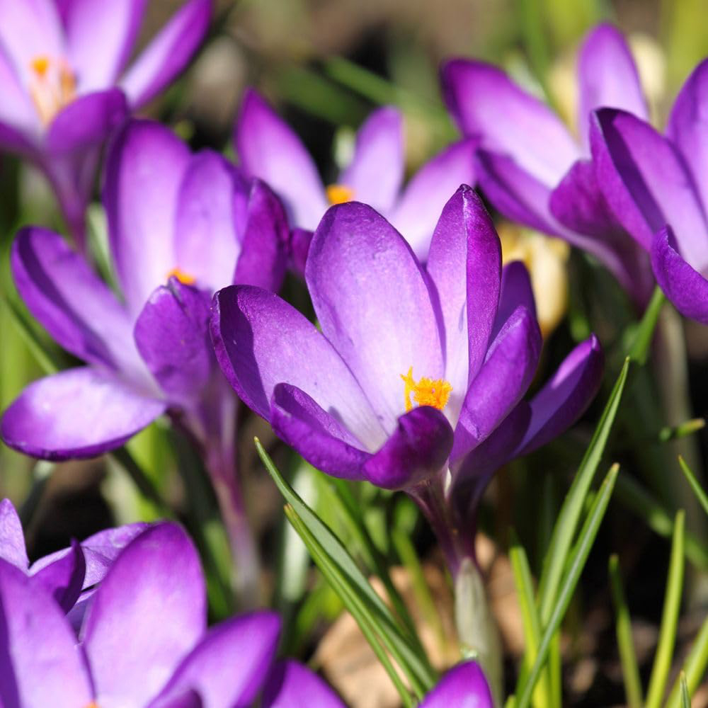 Thompson and Morgan Spring Flowering Bulb Bonanza Mix Planting Bulb 70 Pack Image 3