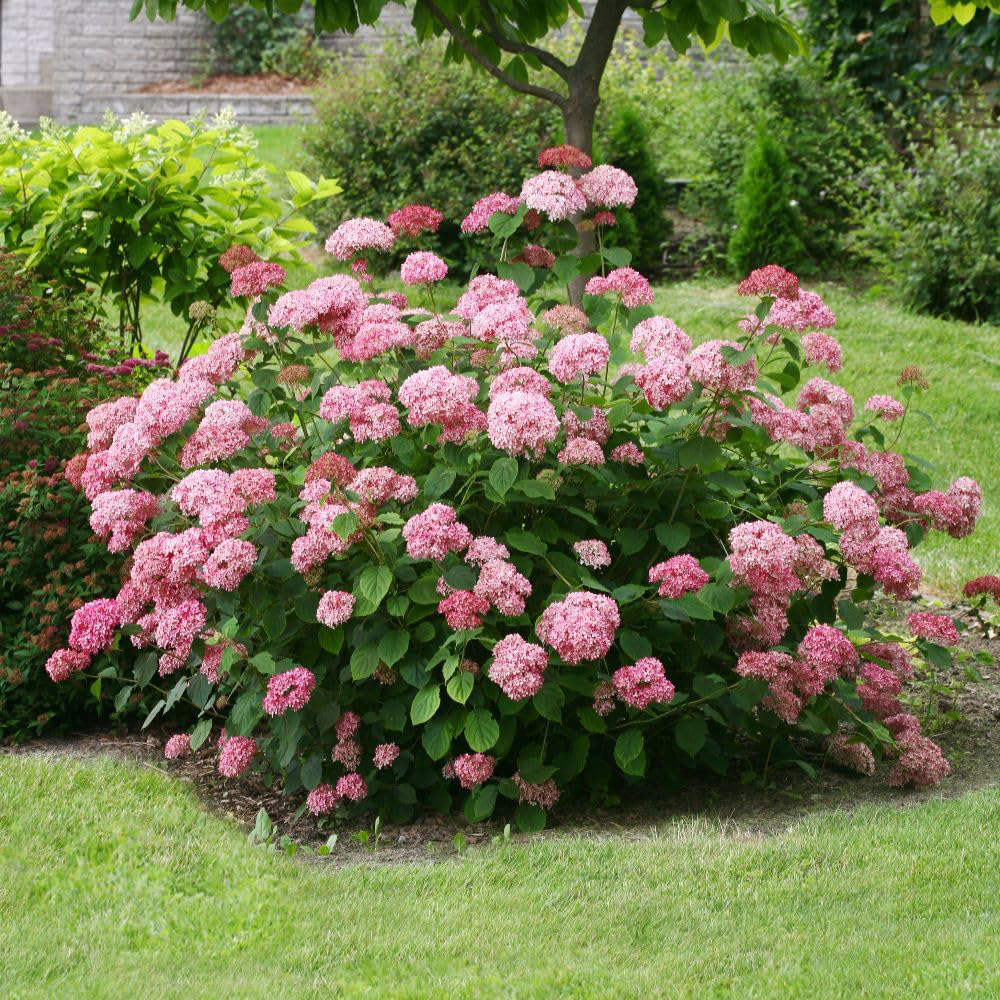 Thompson and Morgan Hydrangea Pink Annabelle Plant in Pot 5L Image 2