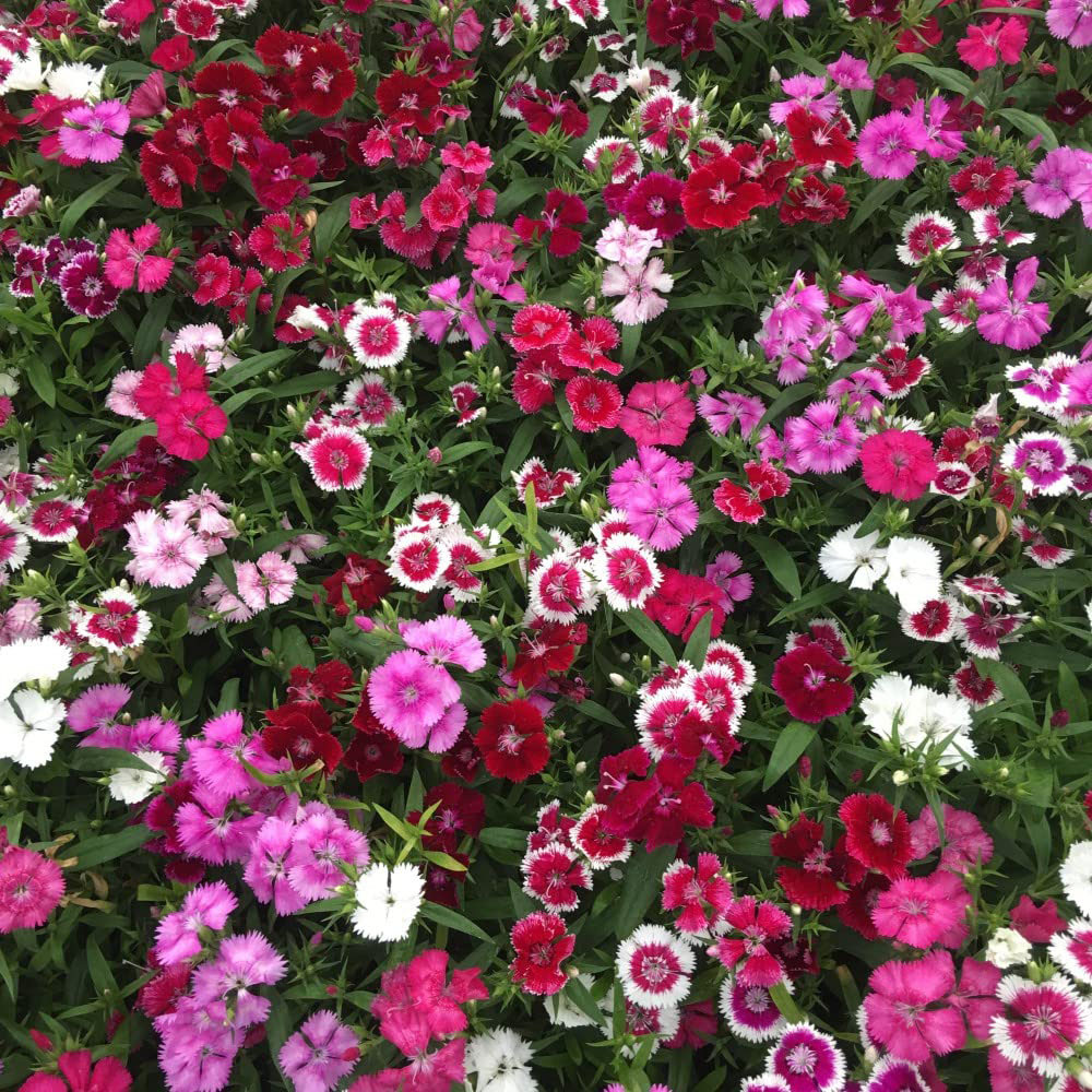 Thompson and Morgan Dianthus Pinks Festival Mixed Garden Ready Plant 30 Pack Image 6