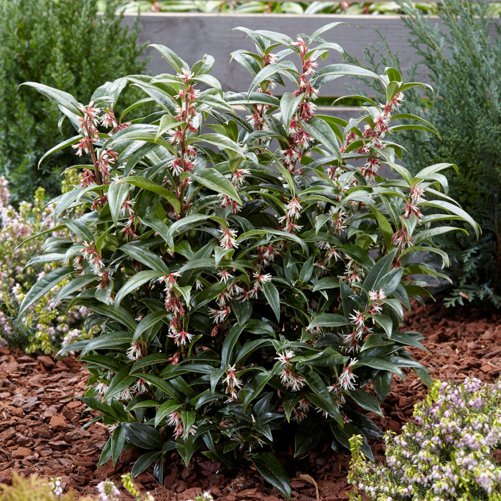 Thompson and Morgan Sarcococca Winter Gem Plant Pot 3L Image 3